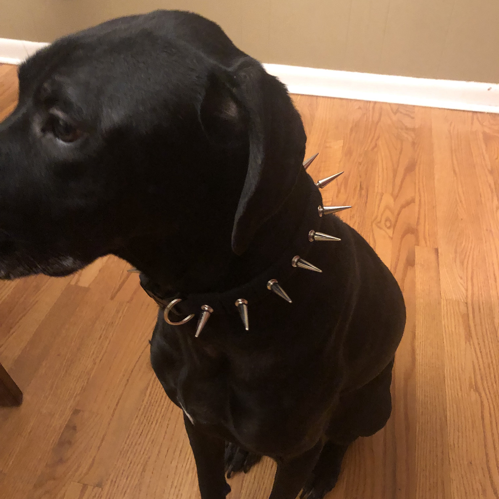 Coyote Collar protective dog collar