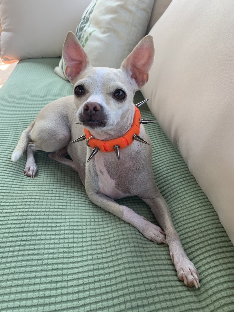 Coyote Collar protective dog collar