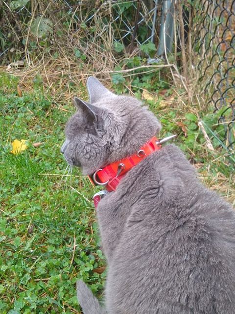 Coyote Collar protective dog collar
