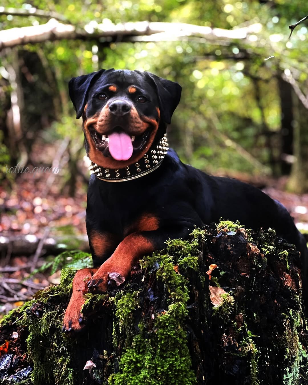 The "Gold Giant" collar