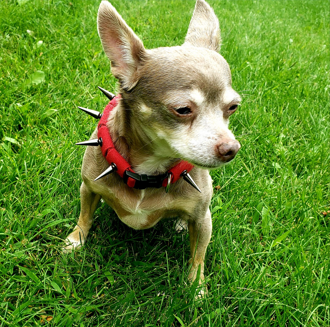 Coyote Collar protective dog collar