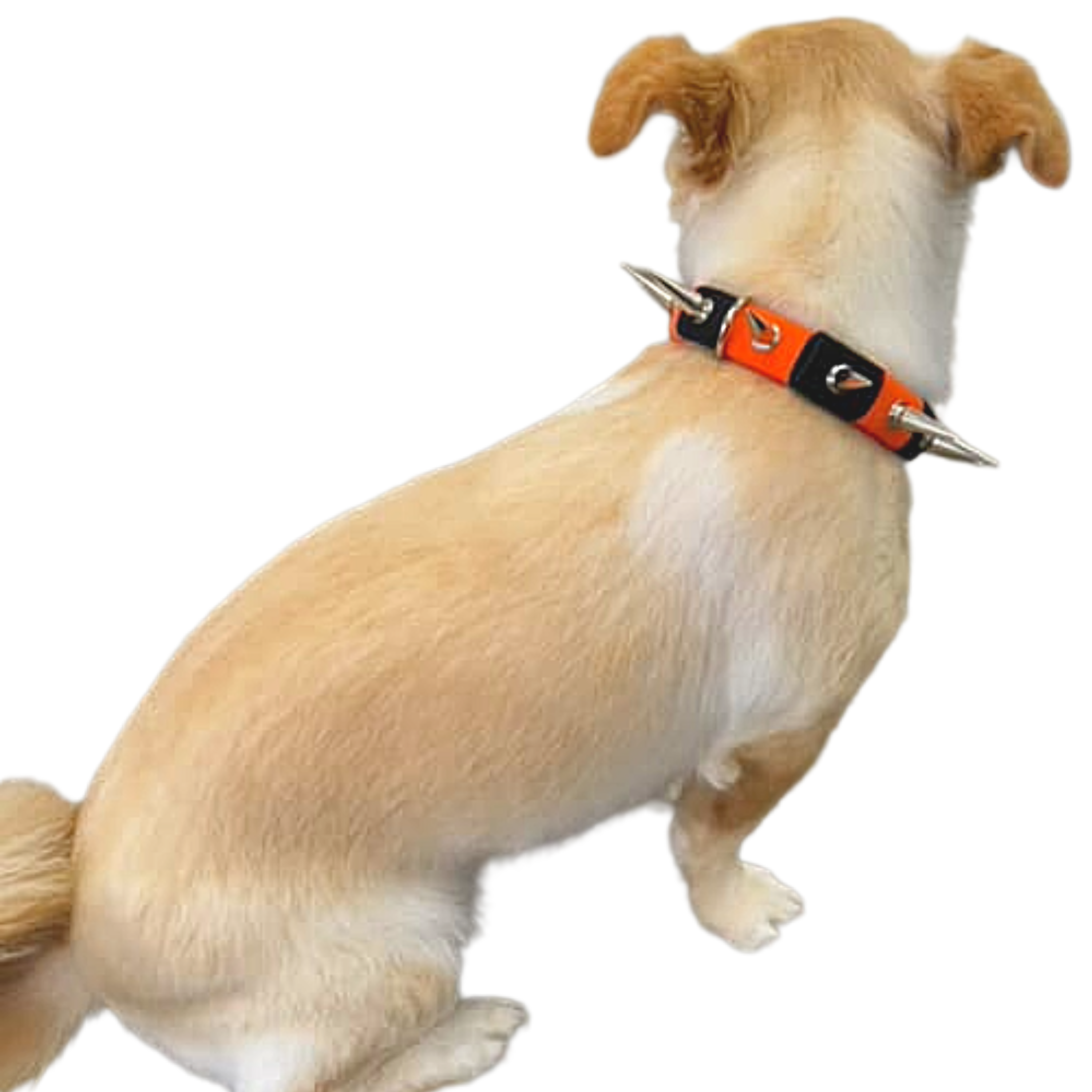 Coyote Collar protective dog collar