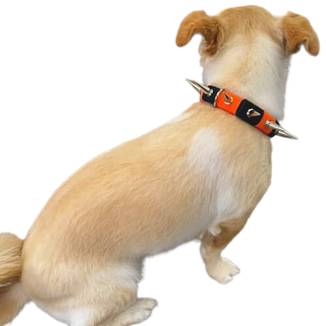 Coyote Collar protective dog collar