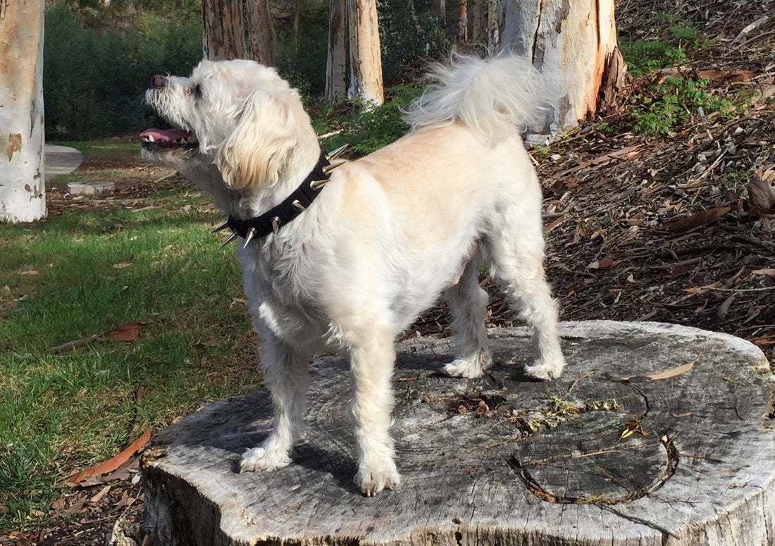 Coyote Collar protective dog collar