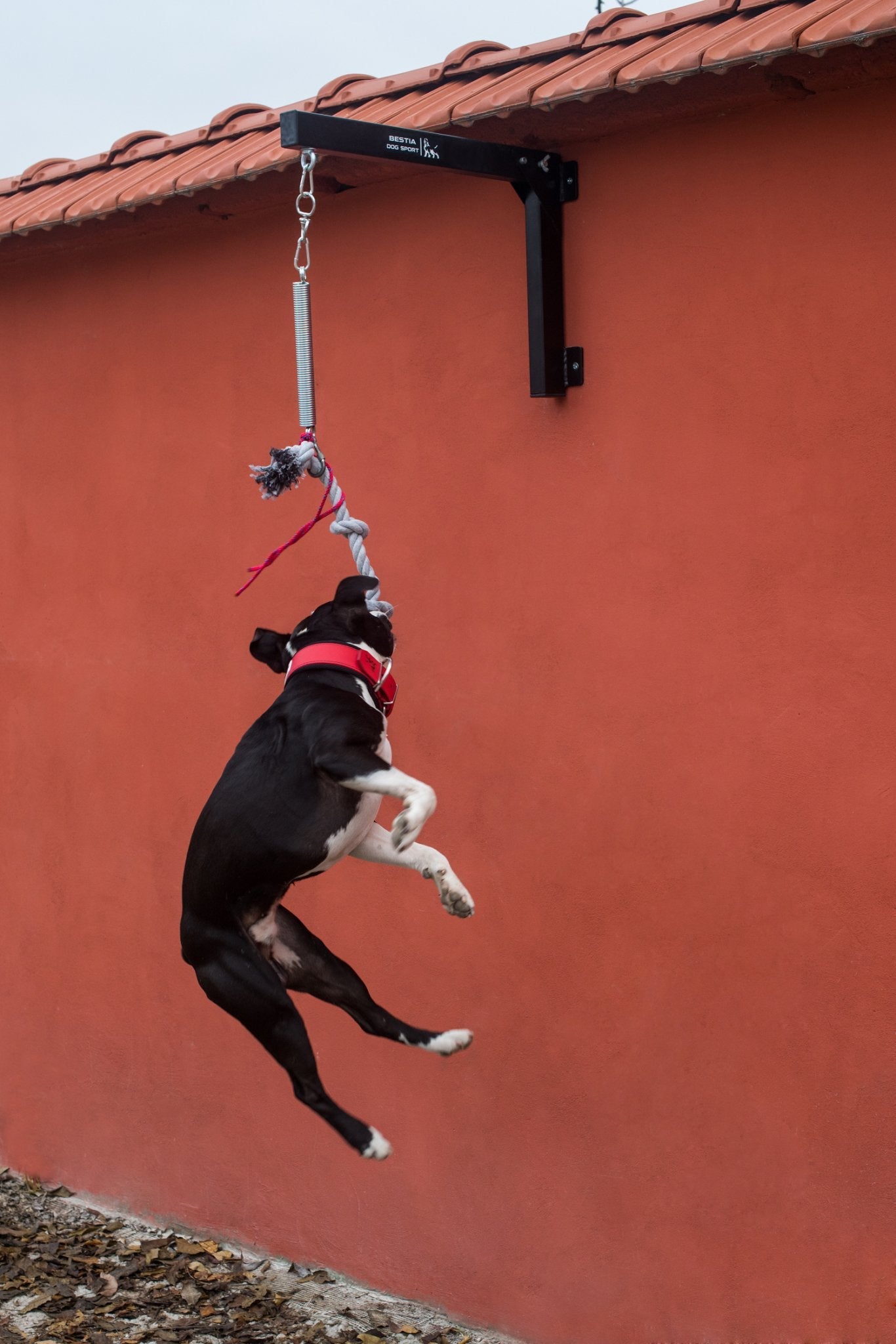 Bestia Dog Sport Spring Pole Set