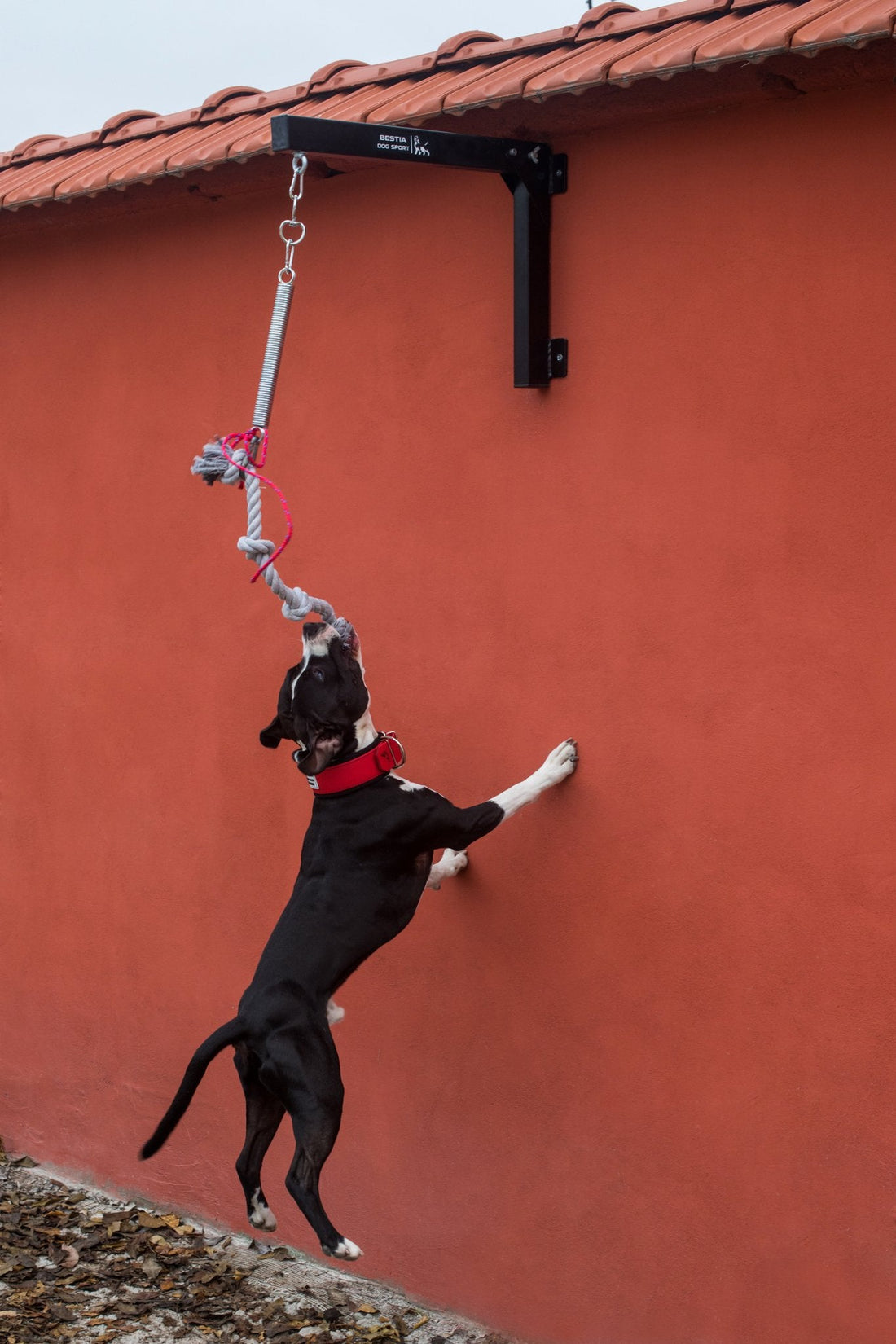 Bestia Dog Sport Spring Pole Set