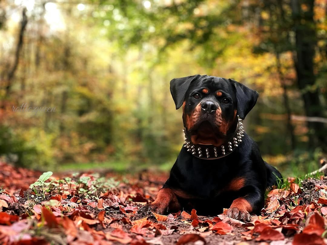 The "Gold Giant" collar